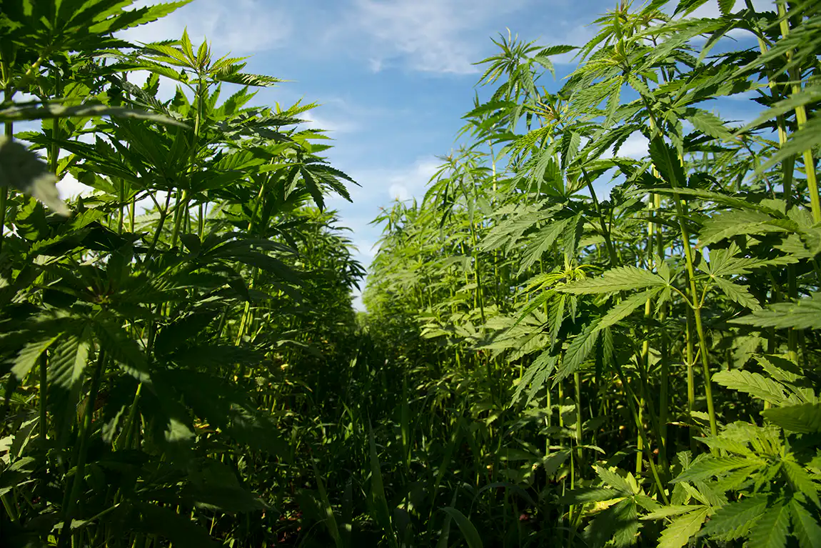 Industry Leader Calls for Uniform THC Regulation Across Hemp and Marijuana Sectors