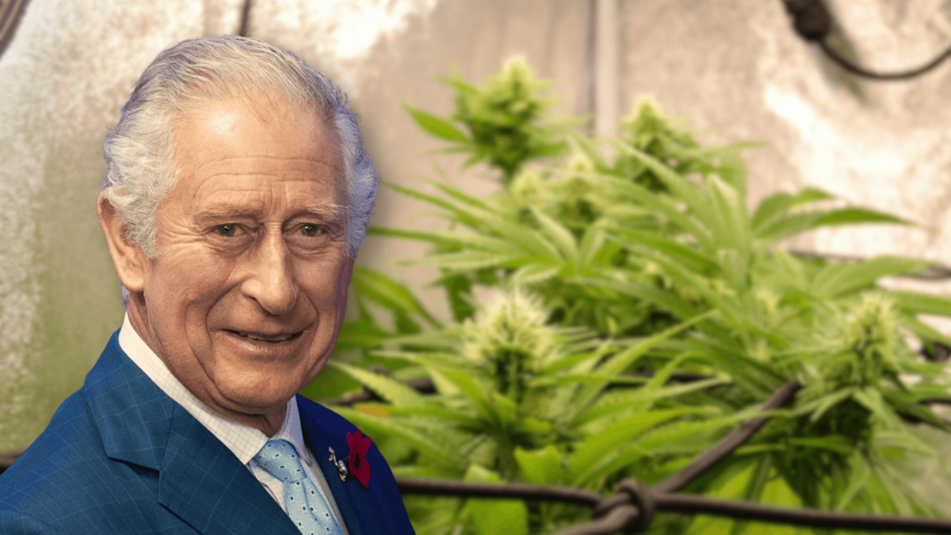 Police Uncover Large-Scale Cannabis Grow in Historic Welsh Mansion Linked to King Charles III