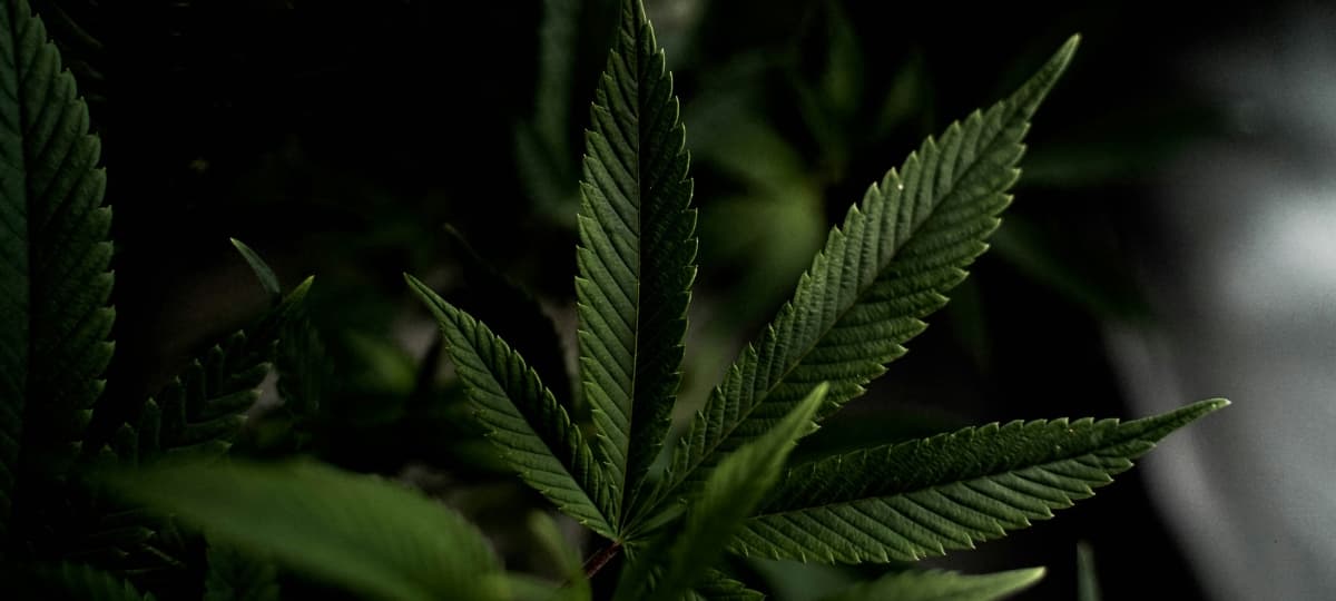 Clean Label Cannabis Movement Advocates for Whole-Plant Transparency in Industry Products