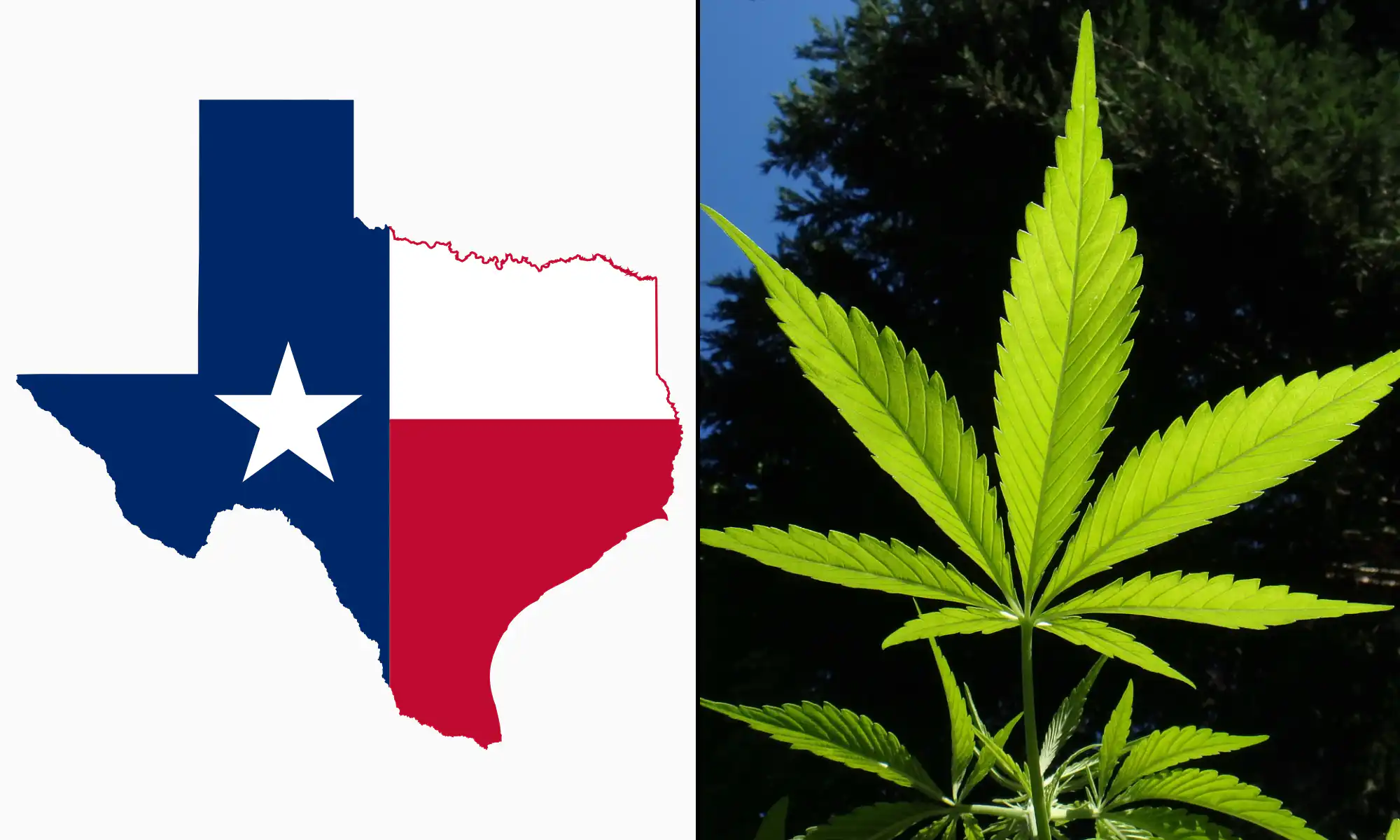 Texas Judge Halts Enforcement of New Ban on Smokable THCA Hemp Products