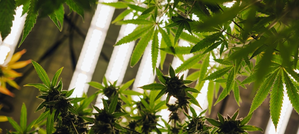 Cultivadores Veteranos de Cannabis Prioritizan la Artesanía y Comunidad sobre las Tendencias del Mercado