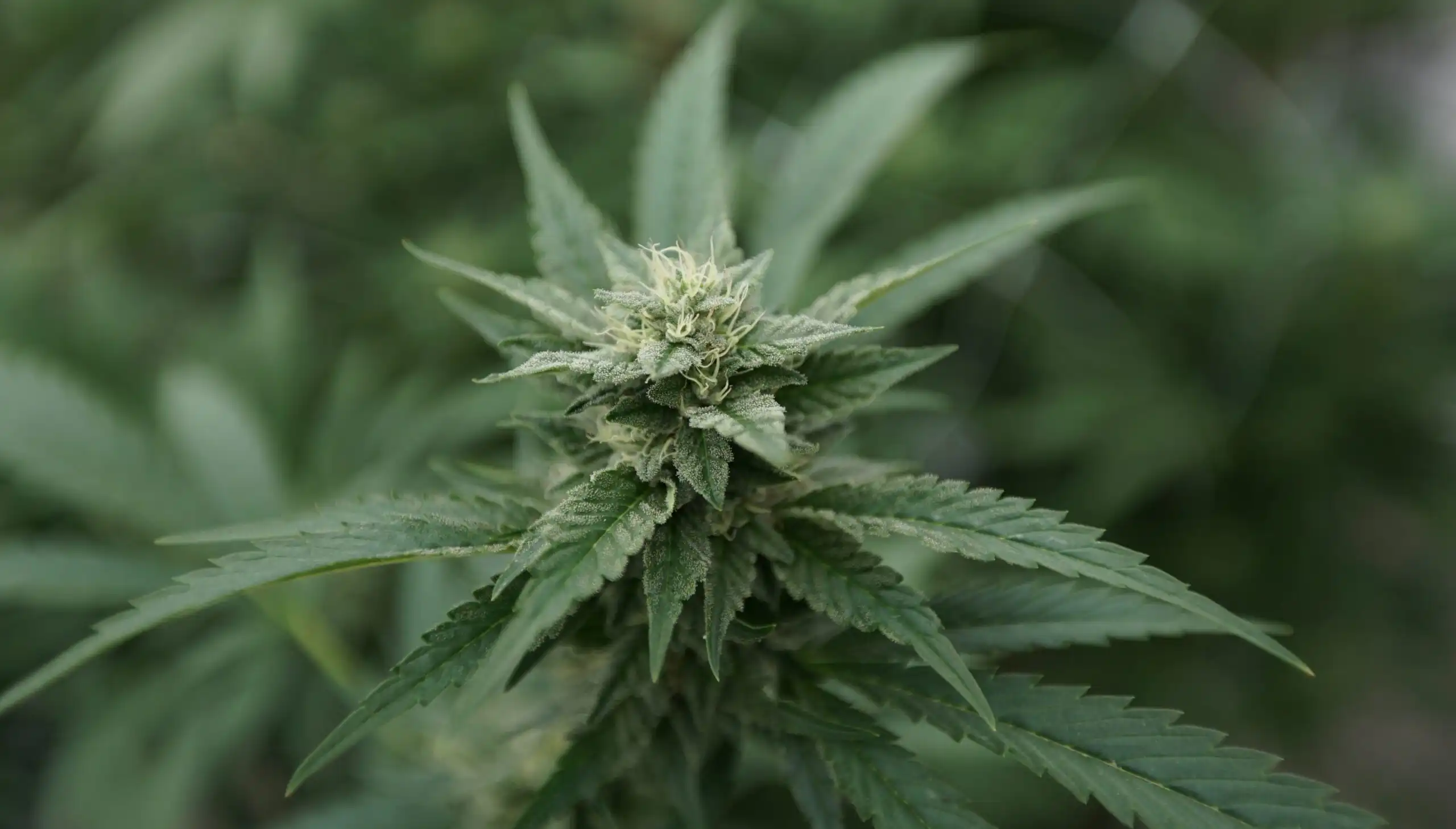 Legislatori della Virginia respingono emendamenti del governatore sulle vendite di marijuana ricreativa