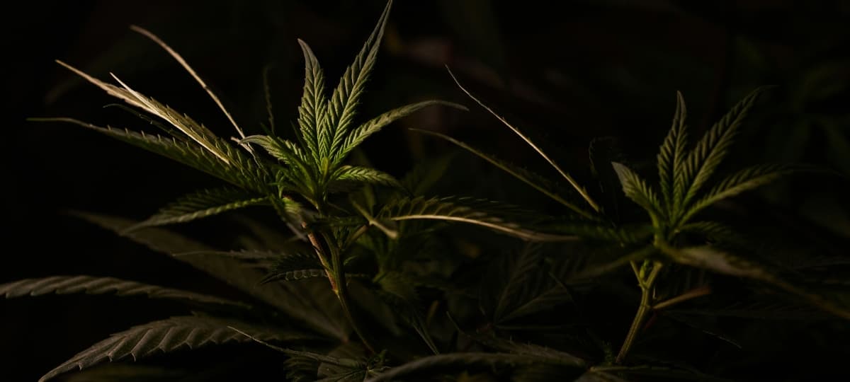 Cannabis Prohibition Continues to Endanger Patients, Families, and Industry Across the U.S