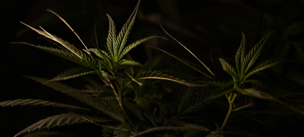 Cannabisverbot gefährdet Patienten, Familien und Wirtschaft in den USA