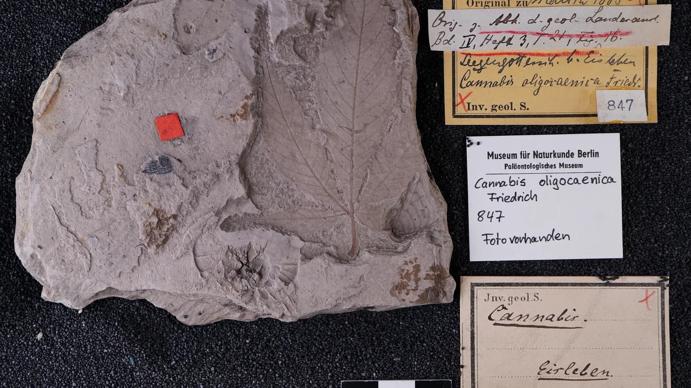 Berlin Museum Scientists Identify Potential 56-Million-Year-Old Cannabis Fossil