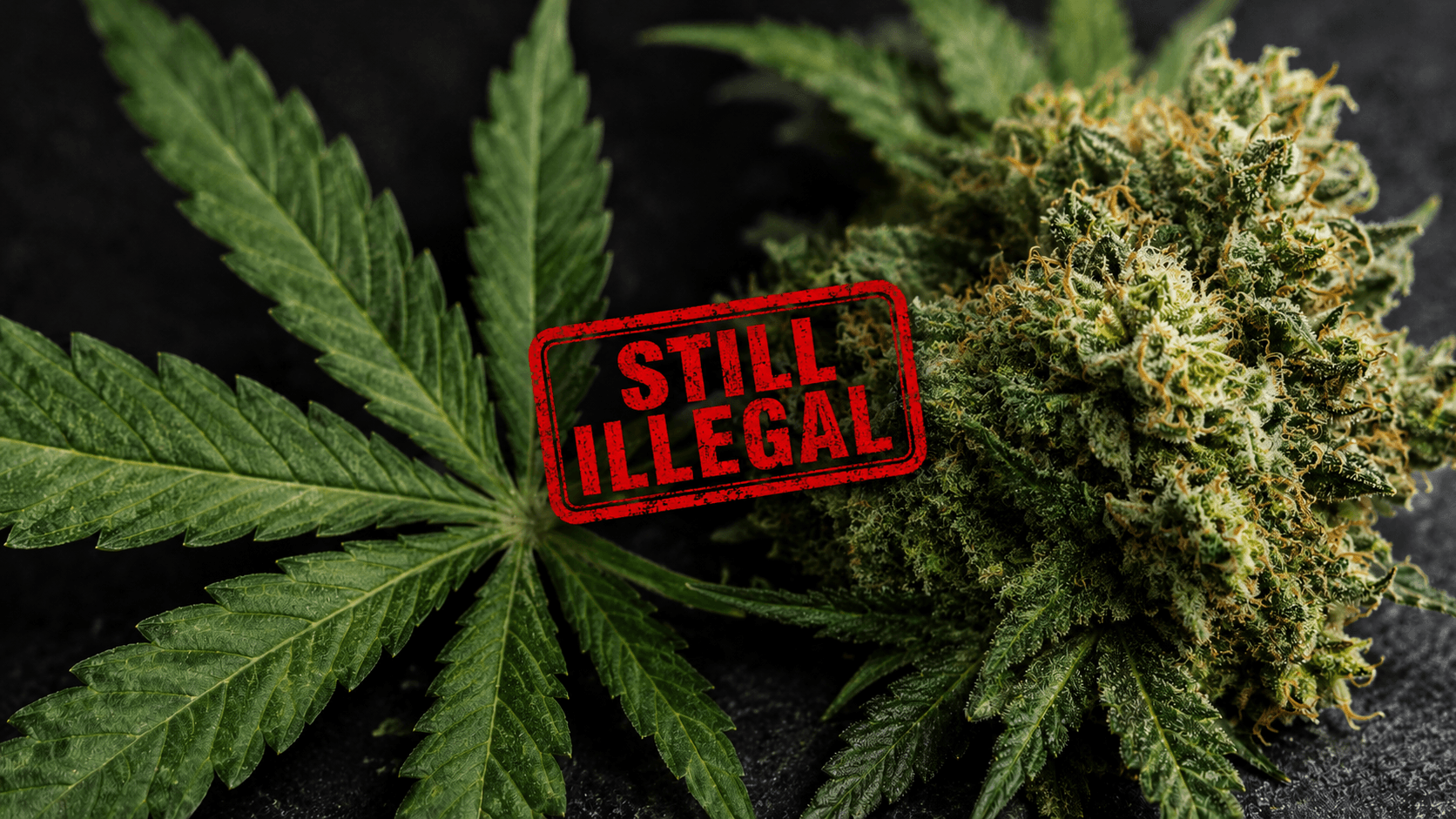 White House Drug Czar Clarifies Federal Cannabis Policy After Schedule III Rescheduling