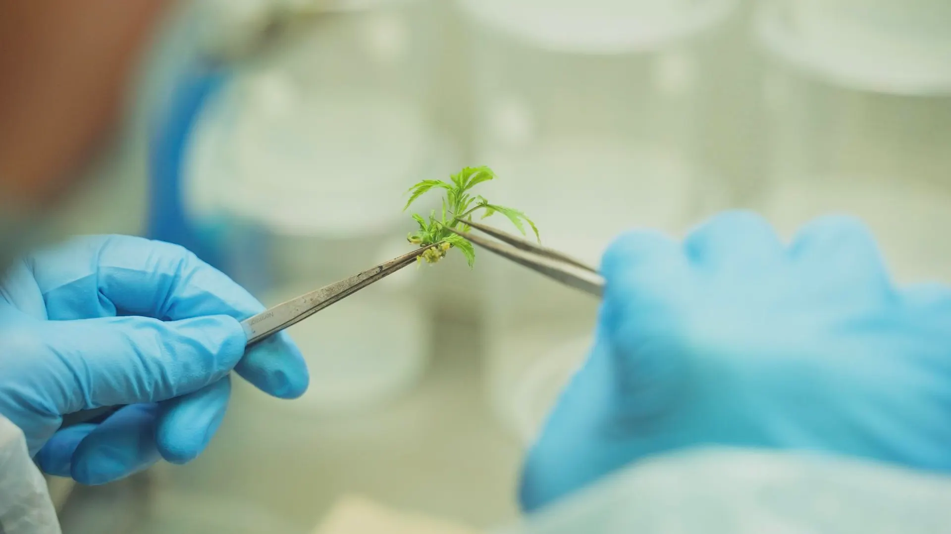 Triploid Cannabis Expands Globally, Reshaping Outdoor Cultivation and Industry Practices