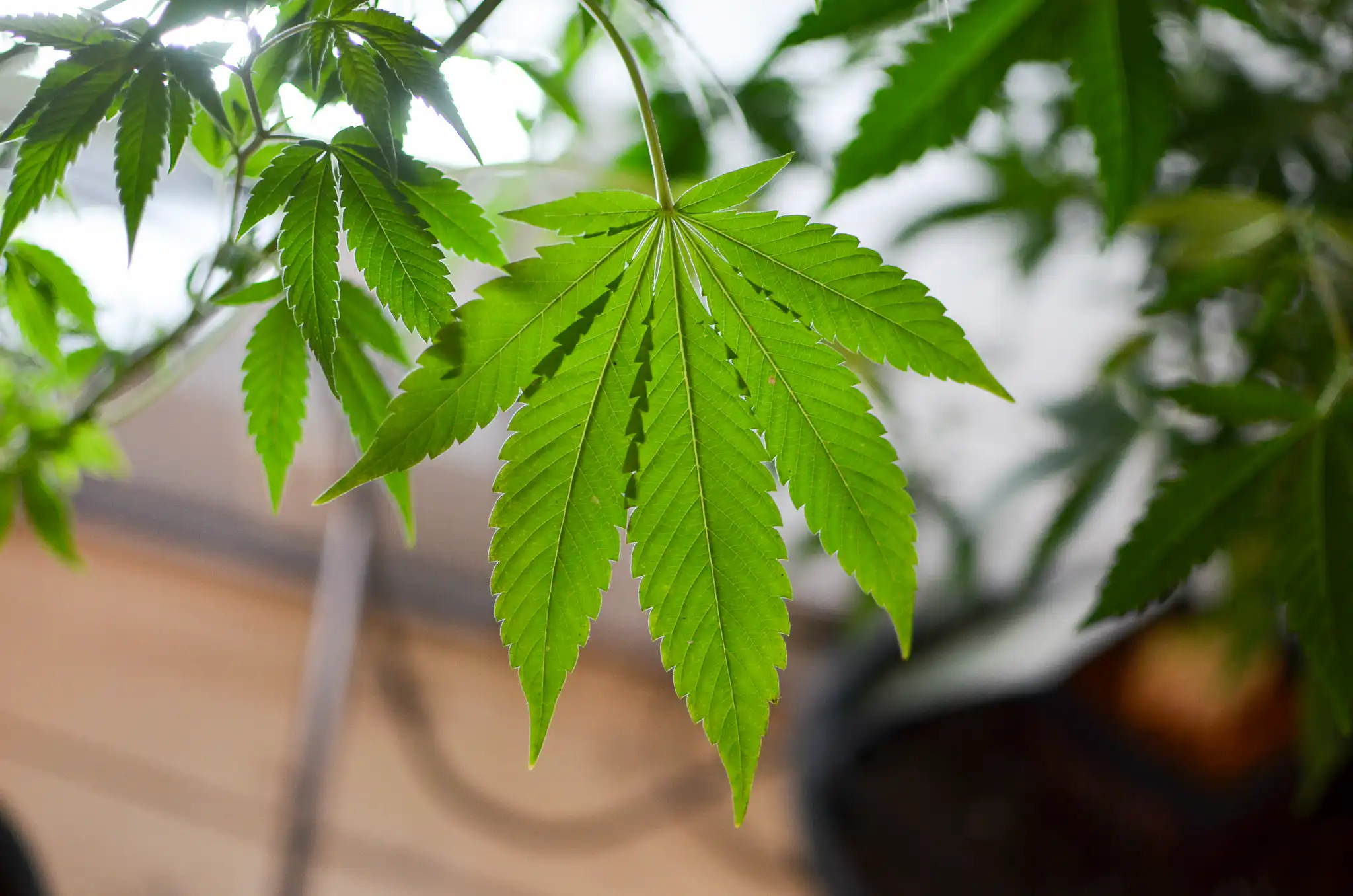 Pennsylvania GOP Governor Candidate Stacy Garrity Vows to Veto Marijuana Legalization