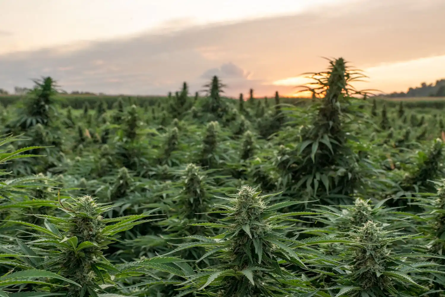 Lawmakers Urge Trump to Commute Sentences for Federal Cannabis Offenders