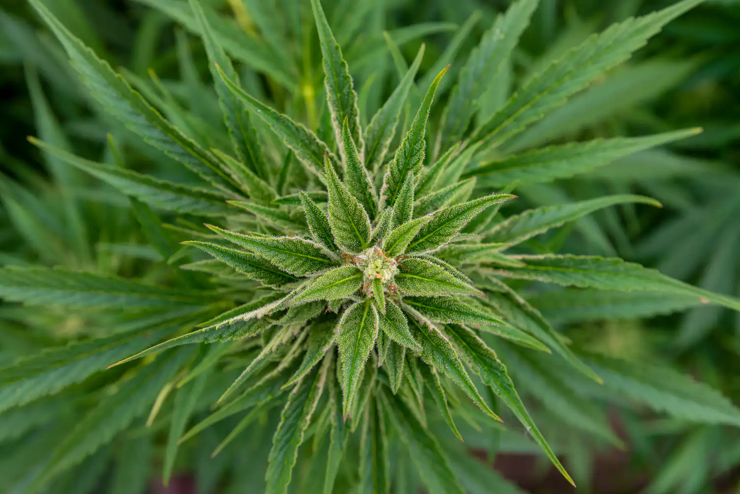 DEA Classifies Synthetic Cannabinoid HHC as Illegal Schedule I Substance