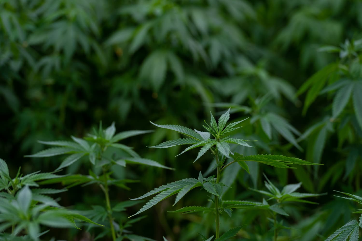 Virginia Advocacy Groups Press Governor Spanberger to Approve Cannabis Sales Legalization