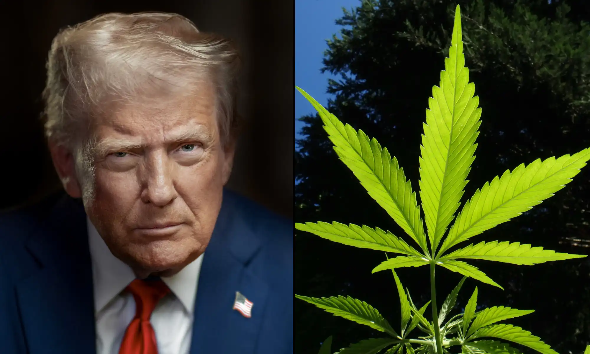 White House Drug Strategy Faces Criticism Over Contradictory Policies on Cannabis and Addiction Care