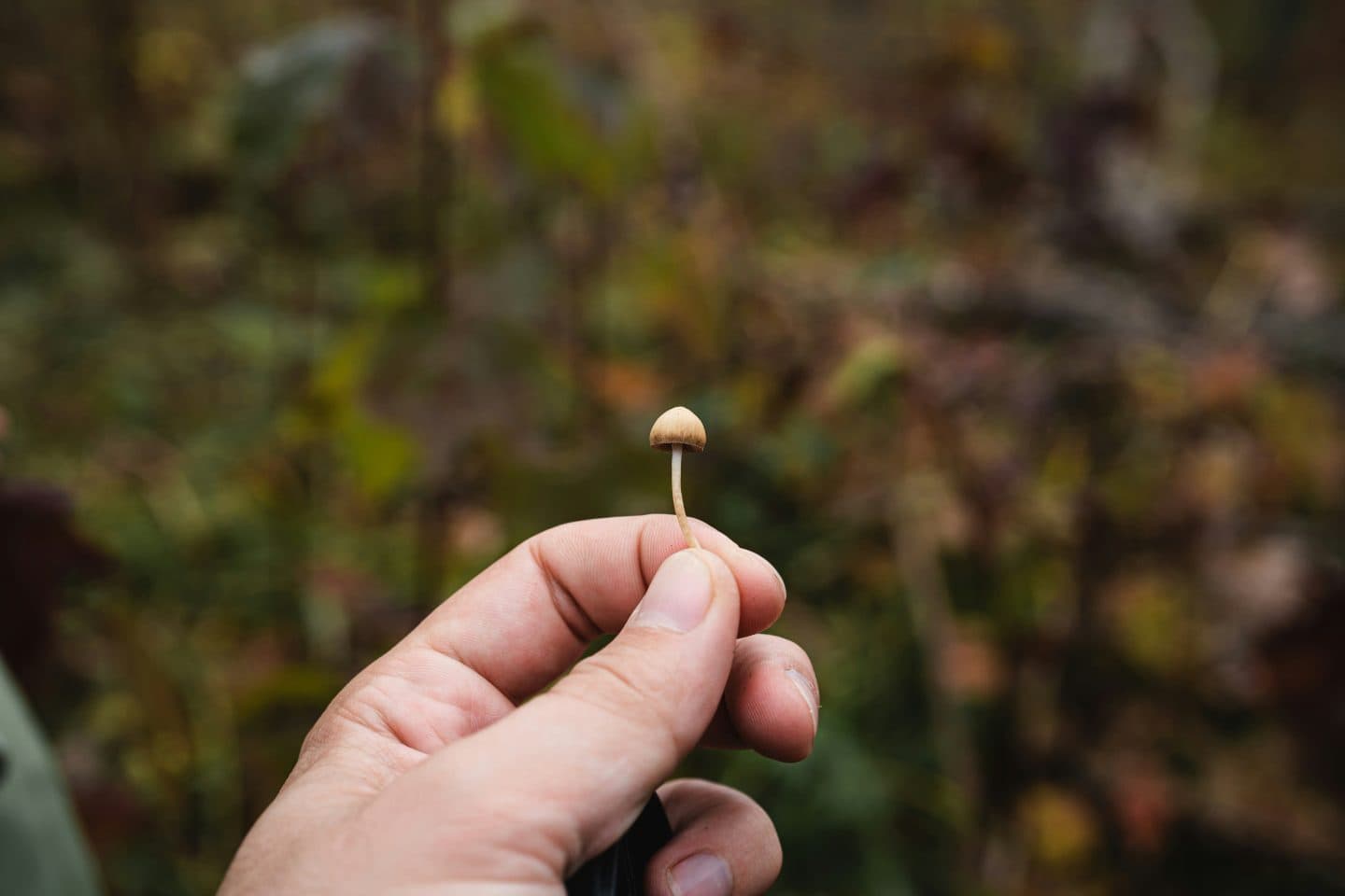 UC Berkeley Survey Finds Voter Support for Psychedelic Decriminalization Remains Stagnant