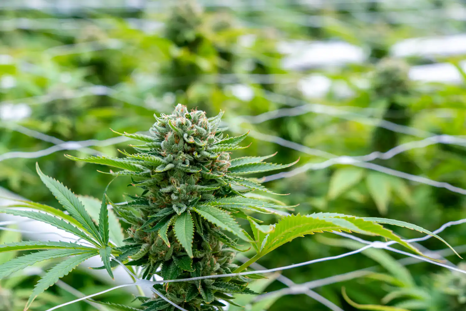 Prohibitionist Groups File Lawsuit to Overturn Federal Cannabis Rescheduling