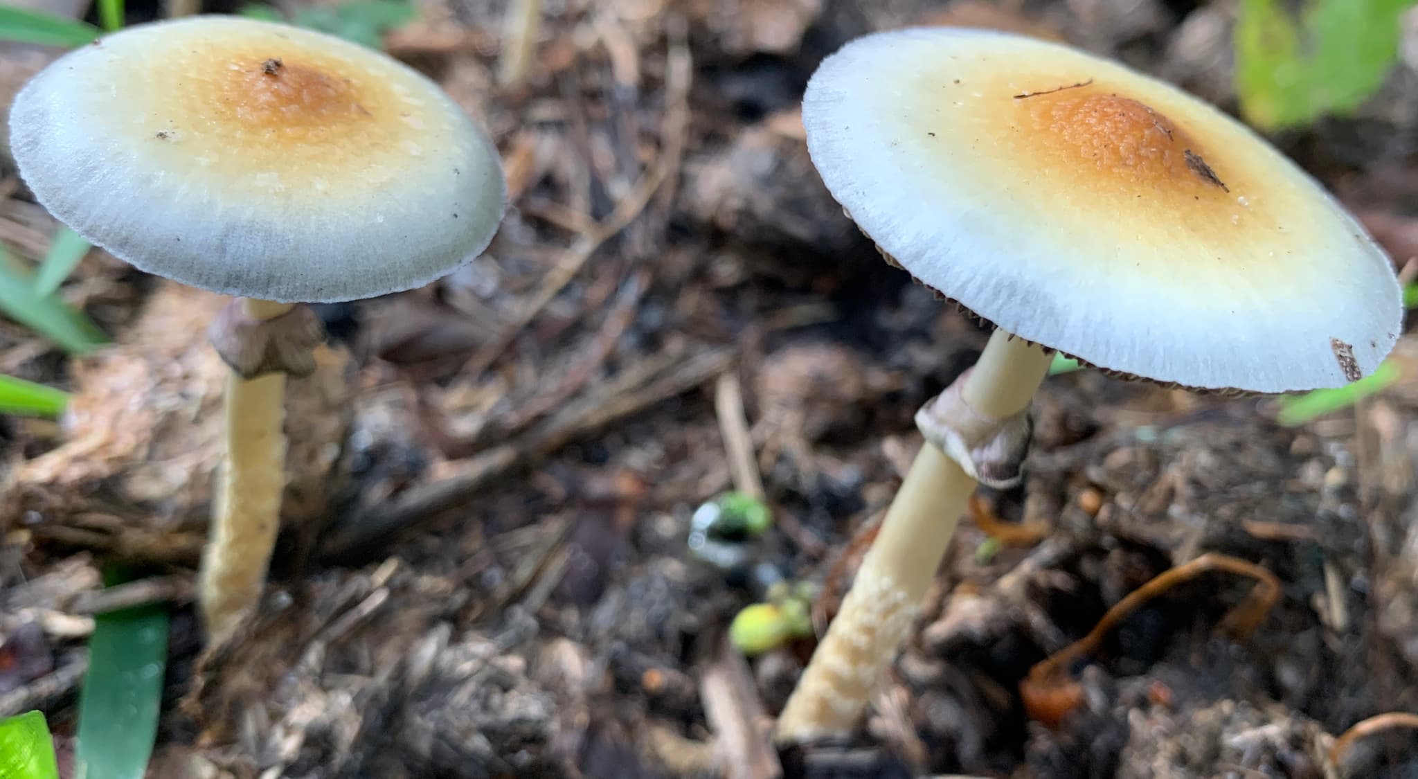 Colorado Sets Precedent by Embracing Both Pharmaceutical and Natural Psychedelic Medicine Pathways
