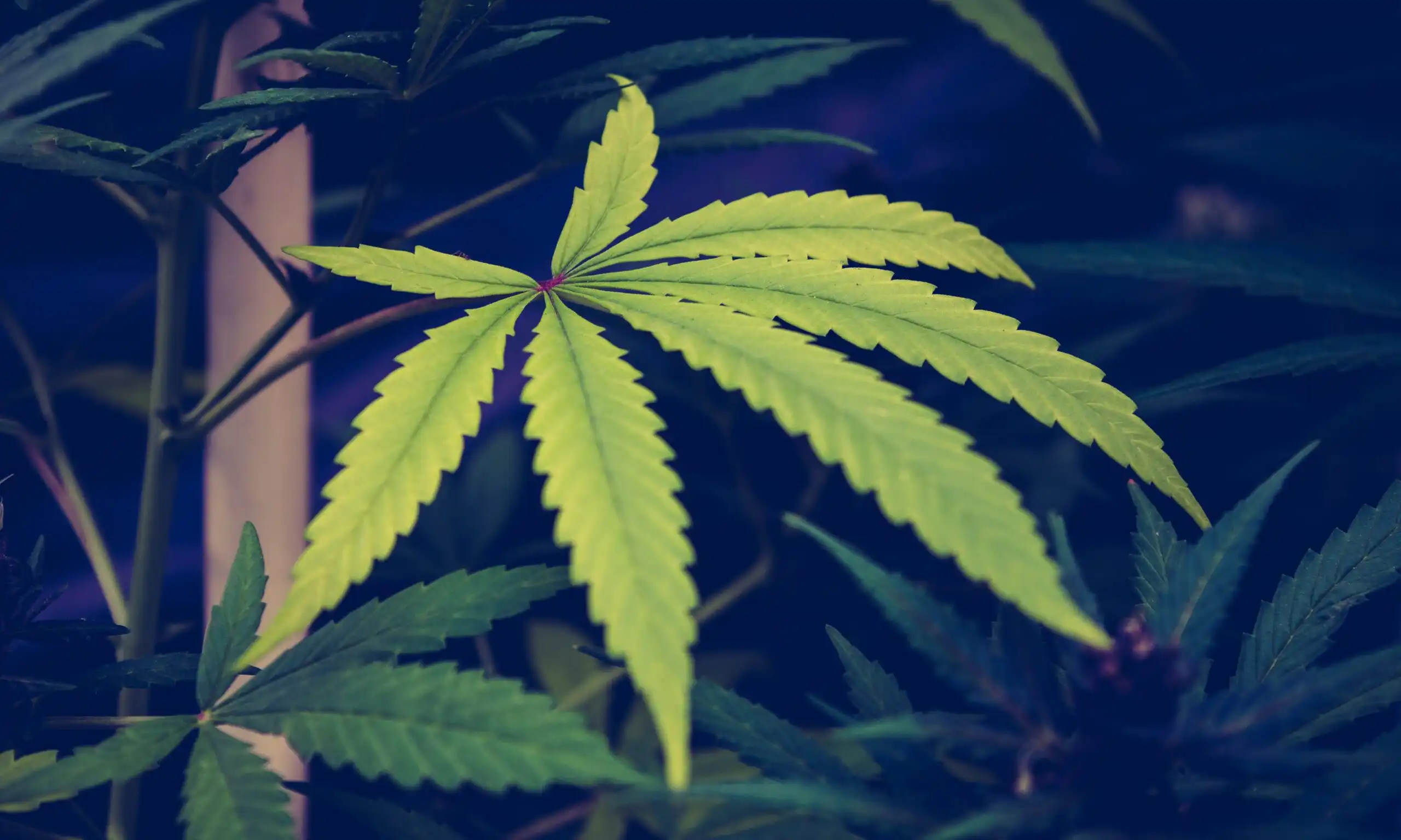 Congressional Cannabis Caucus Leader Reveals Widespread Marijuana Use Among Lawmakers