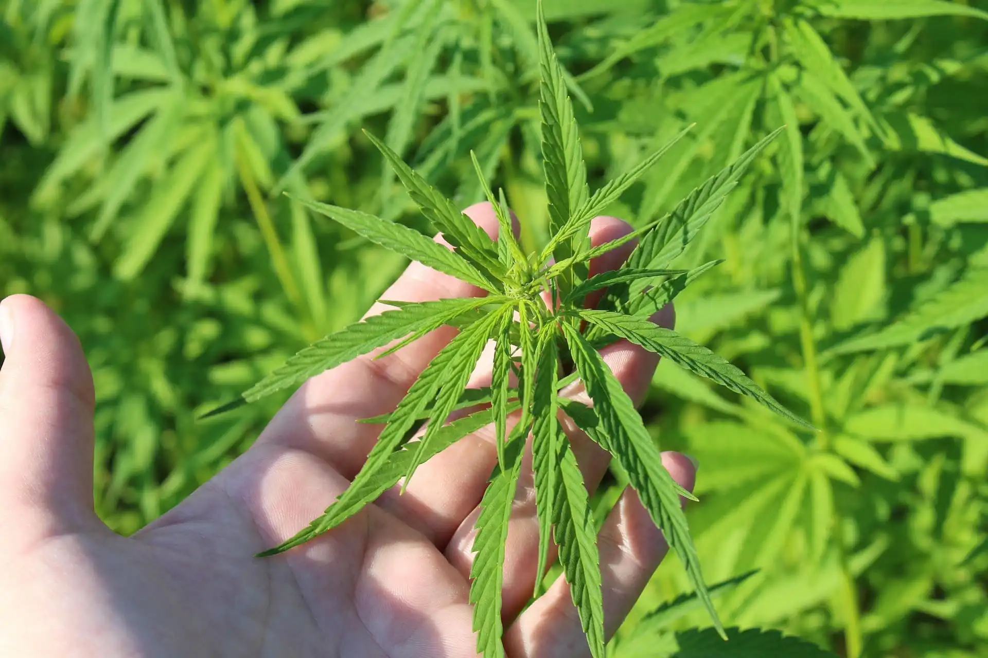 Texas Court Battles Over Smokable Hemp Ban Disrupt Businesses and Workers