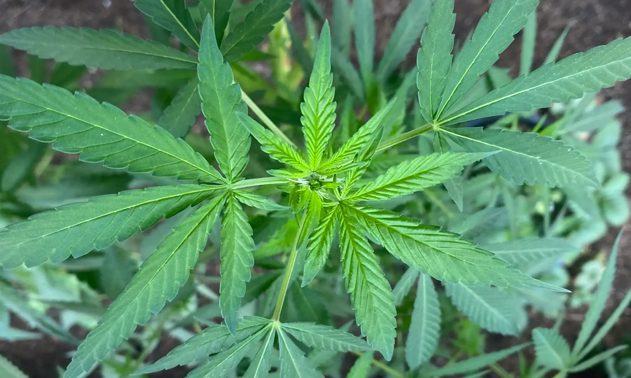 House Committee Votes to Block Federal Marijuana Rescheduling Amid Ongoing Reform Efforts