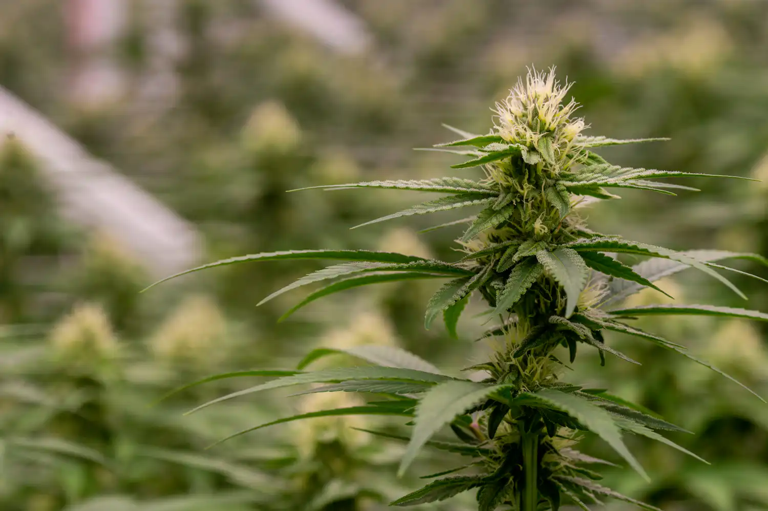 Indiana Governor Faces GOP Pressure to Maintain Marijuana Ban Despite Federal Rescheduling