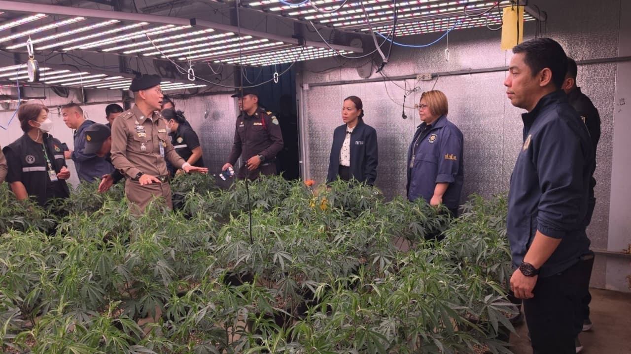 Authorities Expand Seizure of Illegal Cannabis Factory in Bangkok's Bang Bon District