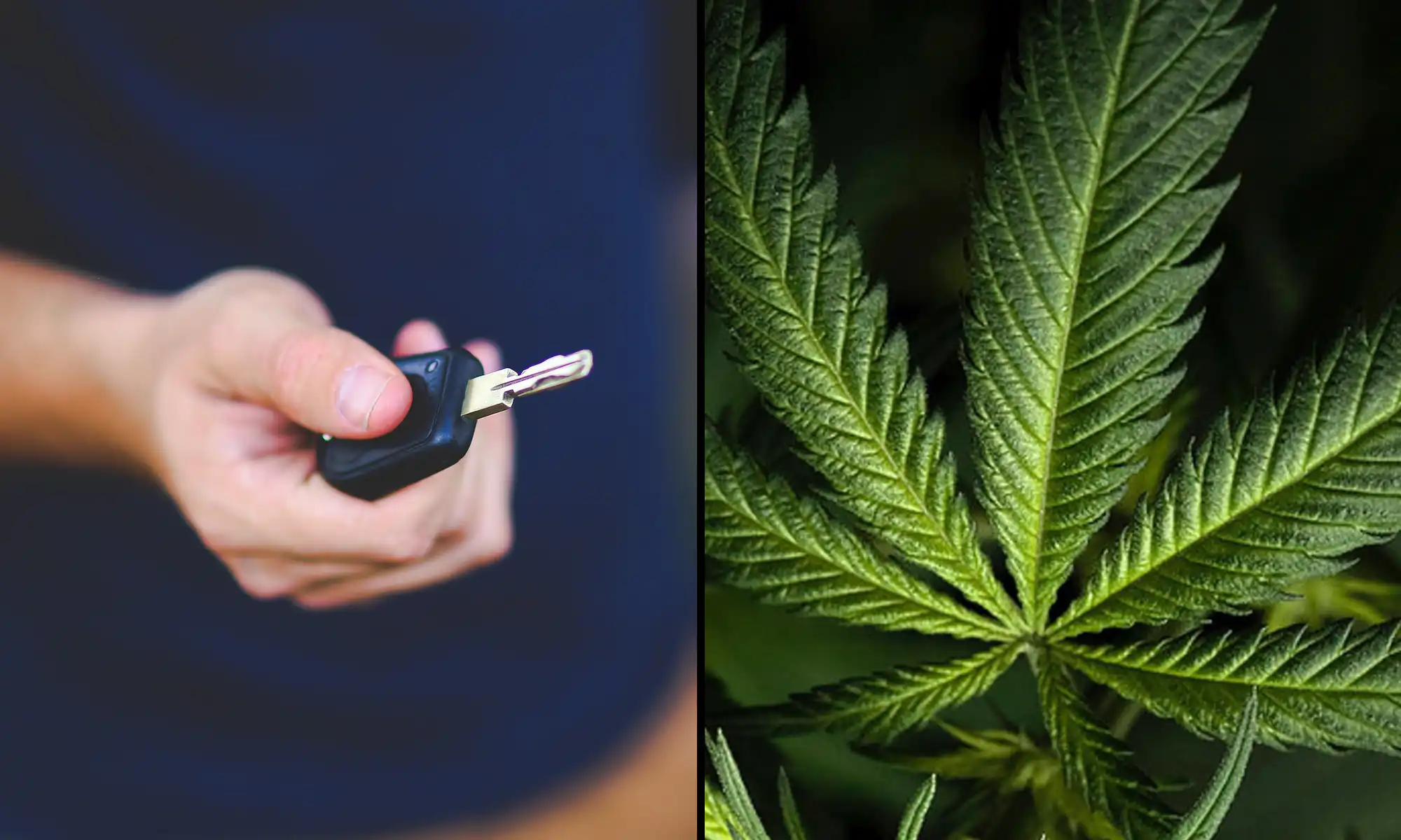 Congress Introduces Bipartisan Bill Mandating Federal Marijuana Impairment Standards for Drivers