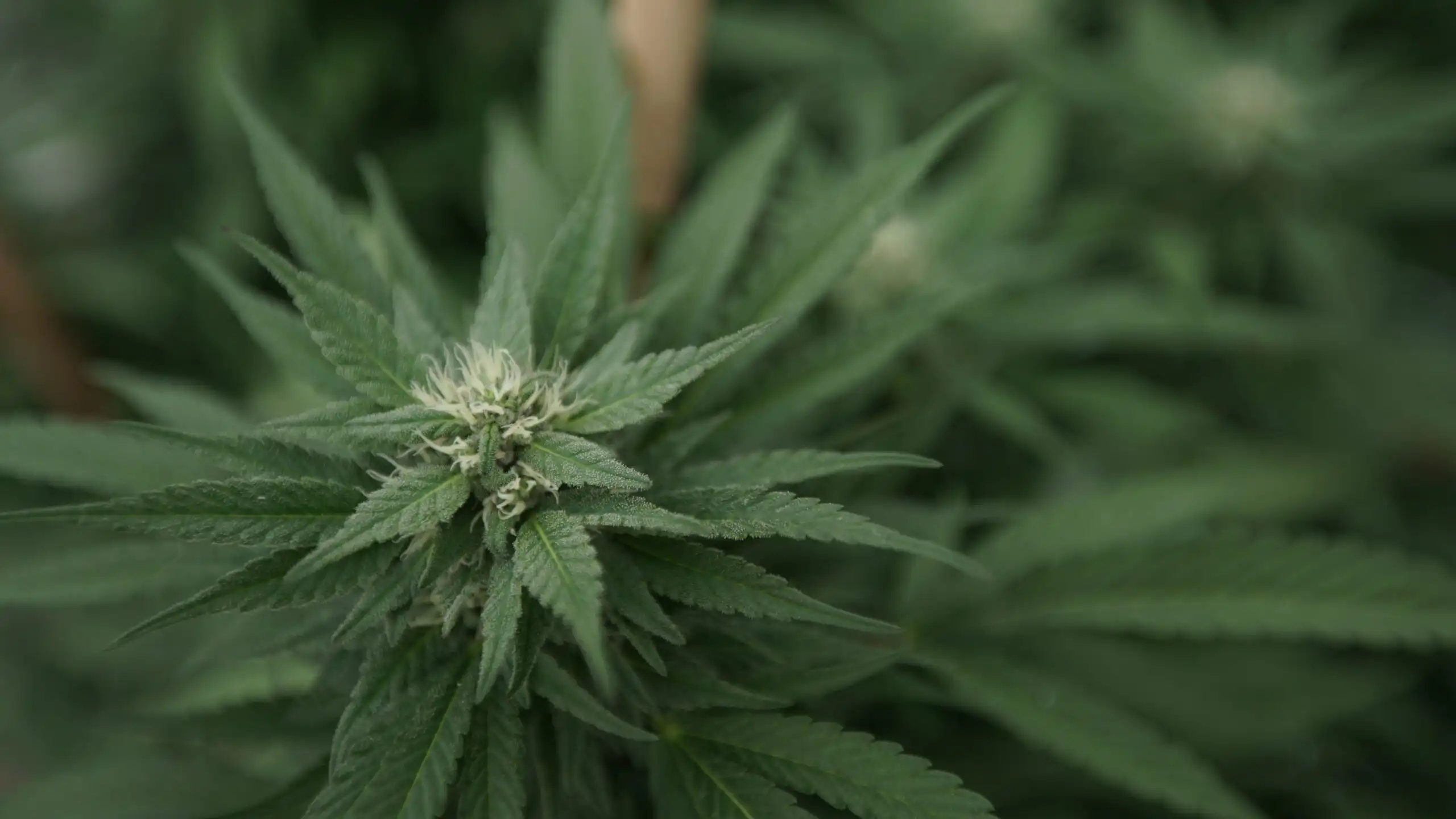 Congress Urges DEA and FDA to Crack Down on Unregulated Cannabis Products