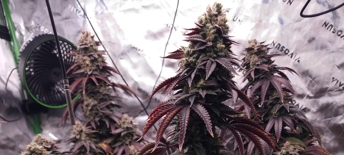 Cincinnati Grower Achieves Remarkable Cannabis Cultivation Success After Two Years of Learning