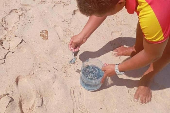 Venomous Portuguese man-of-war jellyfish wash up on three Phuket beaches