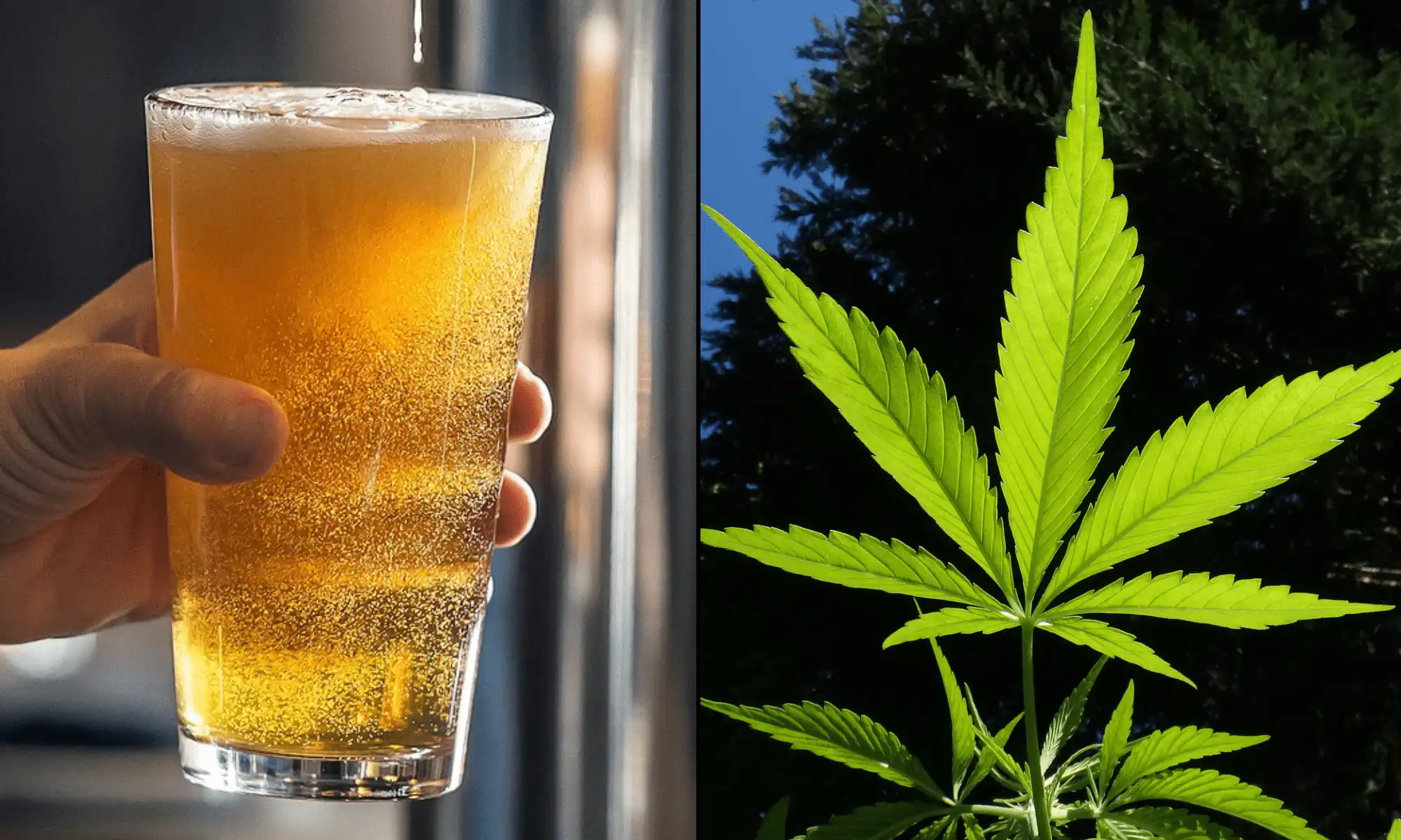 National Restaurant Association Urges Congress to Postpone Hemp THC Beverage Ban and Establish Federal Regulations