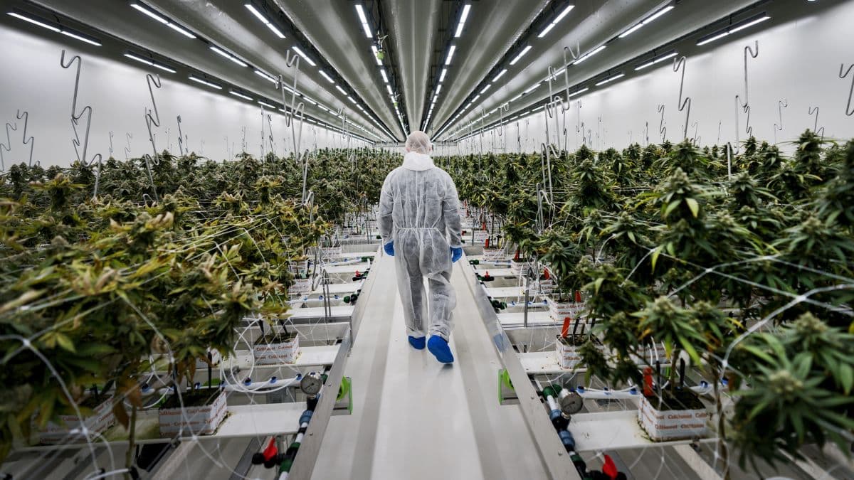 US Tobacco Giant Backs Dutch Cannabis Grower Acquisition Amid Legalization Trial