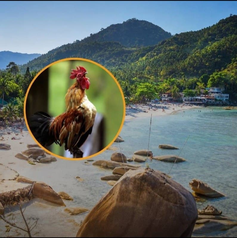 Dispute Over Rooster Noise in Mae Nam Draws Local Attention