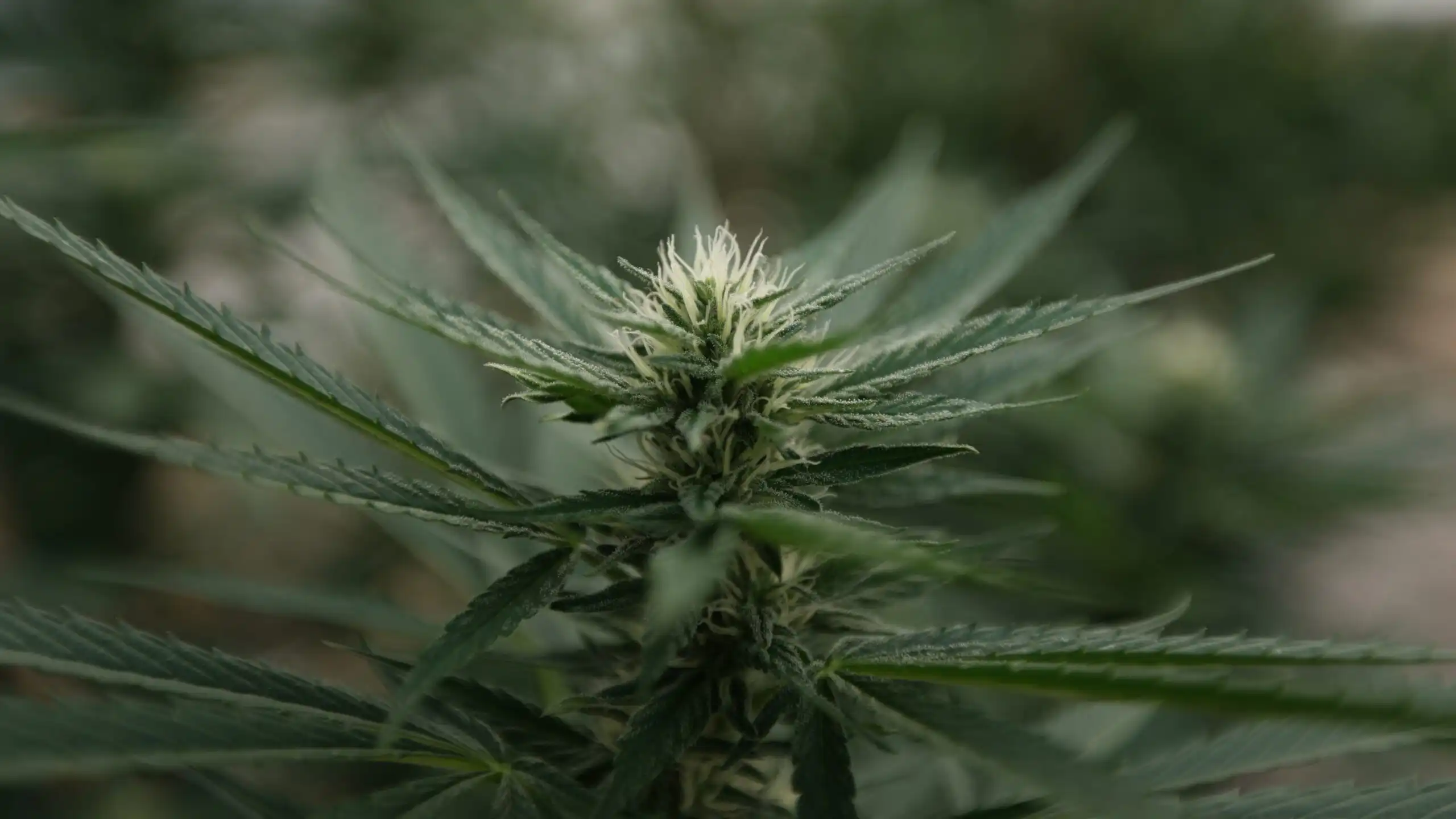 Nebraska Approves First State-Licensed Medical Cannabis Cultivation Amid Regulatory Hurdles