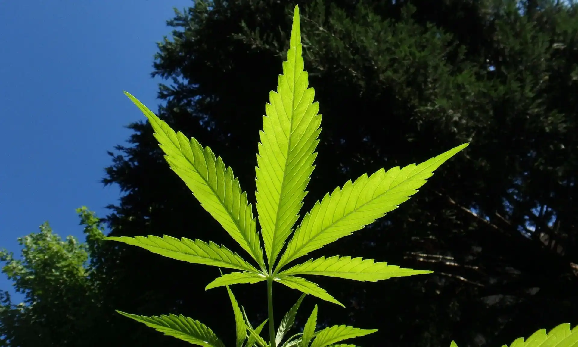 California Senate Committee Approves Drive-Thru Sales for Cannabis Dispensaries