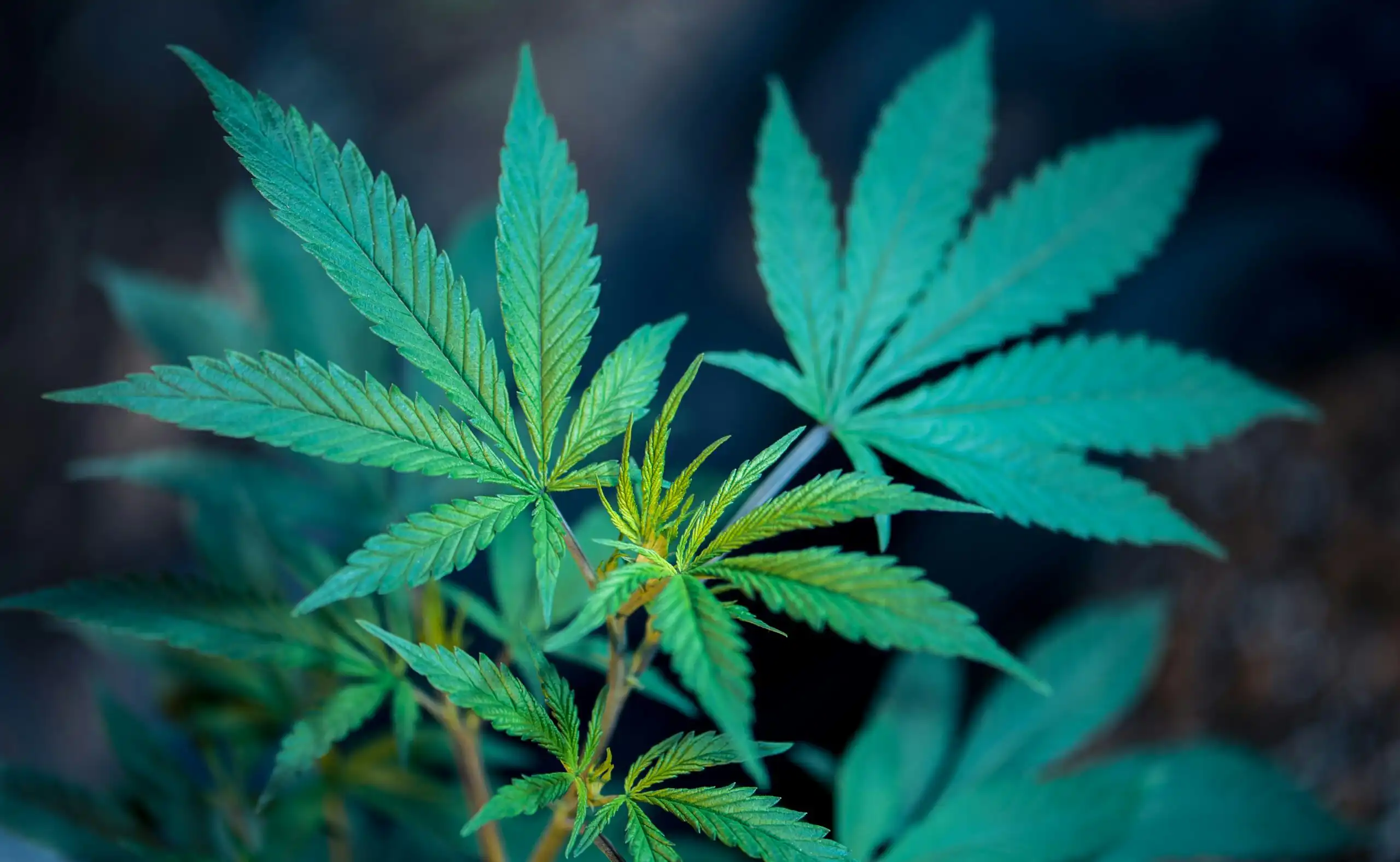 Virginia Advocacy Groups Urge Lawmakers to Drop Increased Fines for Public Cannabis Use in Legalization Bill