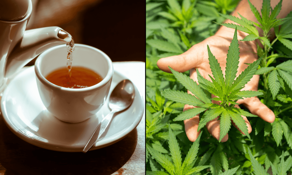 Cannabis-Infused Tea Shown to Boost Happiness and Sleep in Thai Study