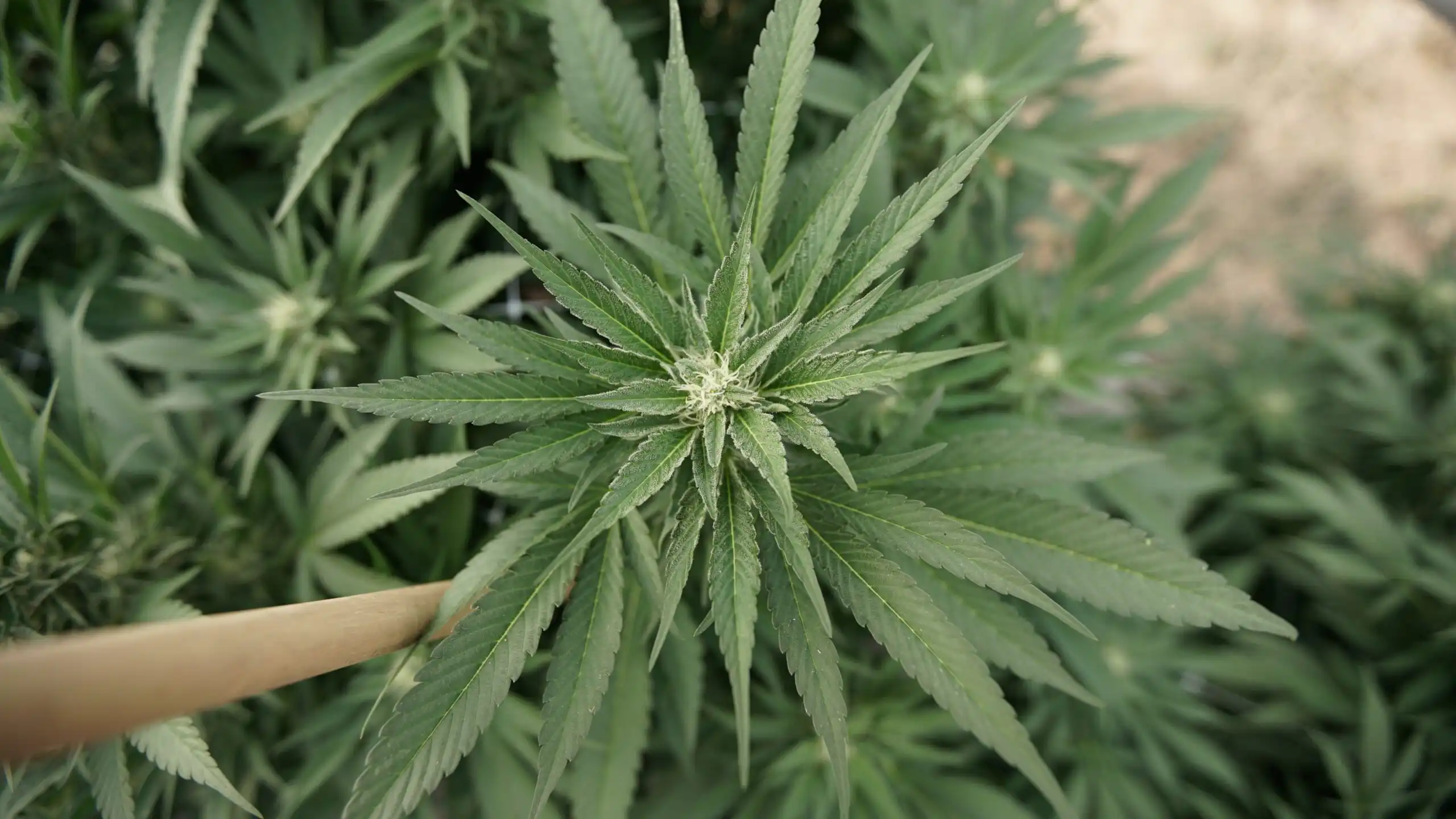 US Military Maintains Cannabis Ban Despite Federal Rescheduling Shift
