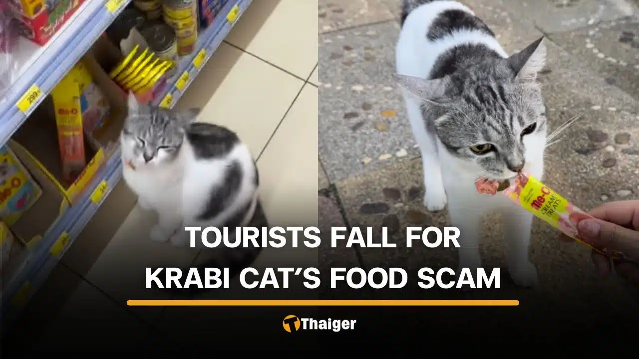 Krabi Cat Leads Tourists to Buy Treats at Local Store