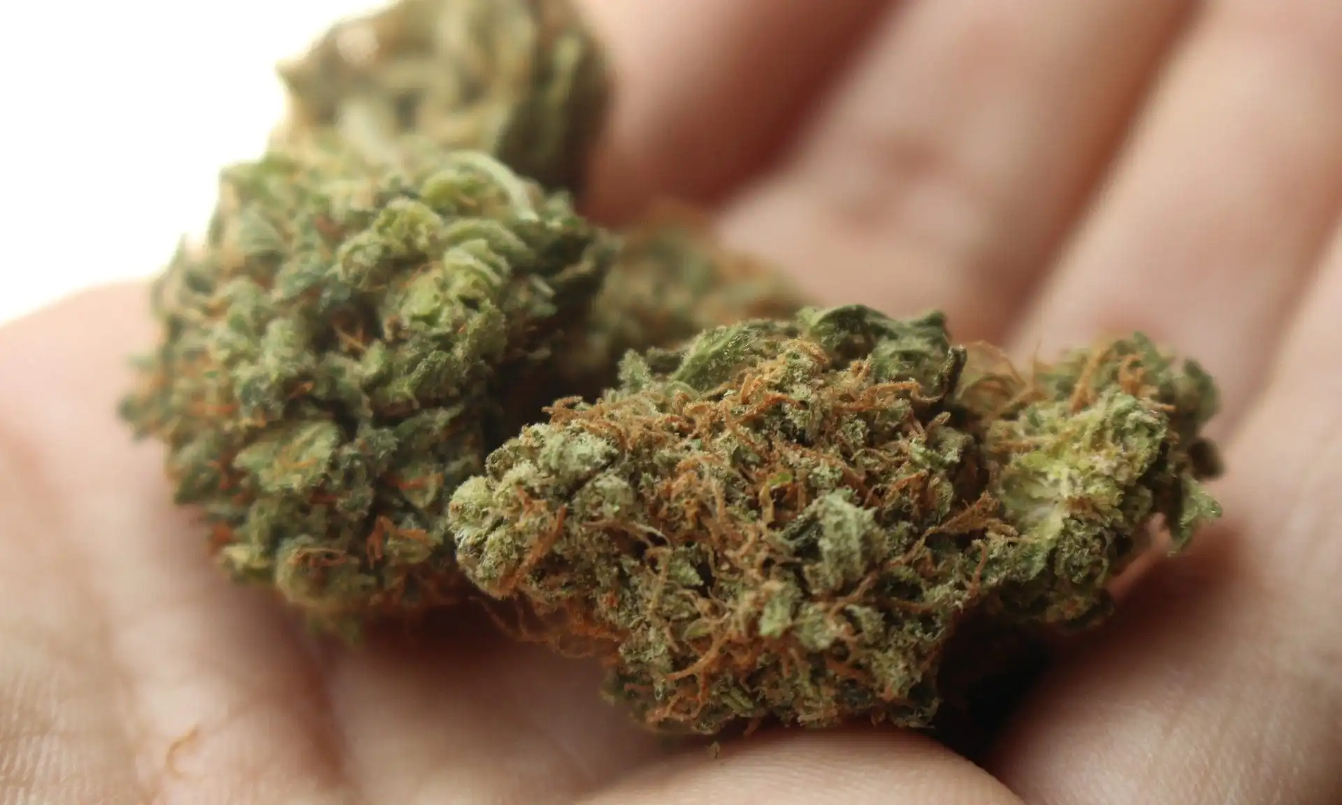 Pennsylvania Bill Proposes Medical Cannabis Licenses for Diverse and Small Businesses