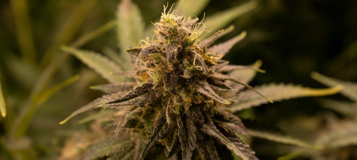 Cannabis Community Leaders Call for Greater Collaboration to Sustain Culture