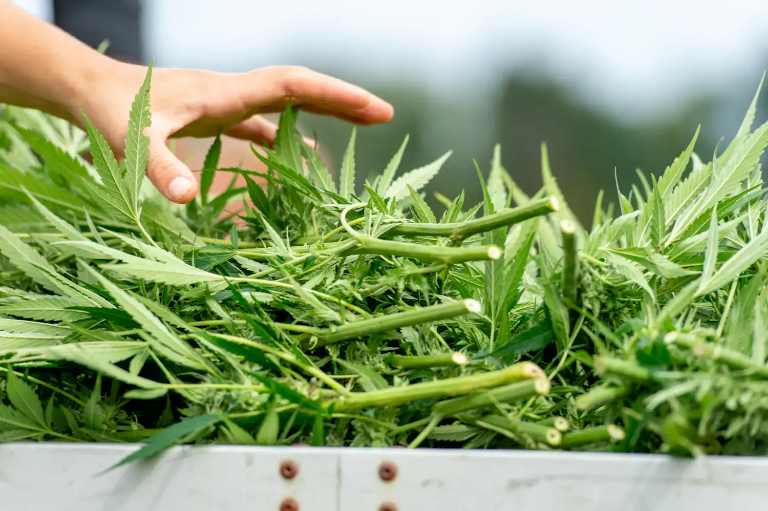 Marijuana Opponents Challenge Government’s New Medical Use Standard at DEA Rescheduling Hearing