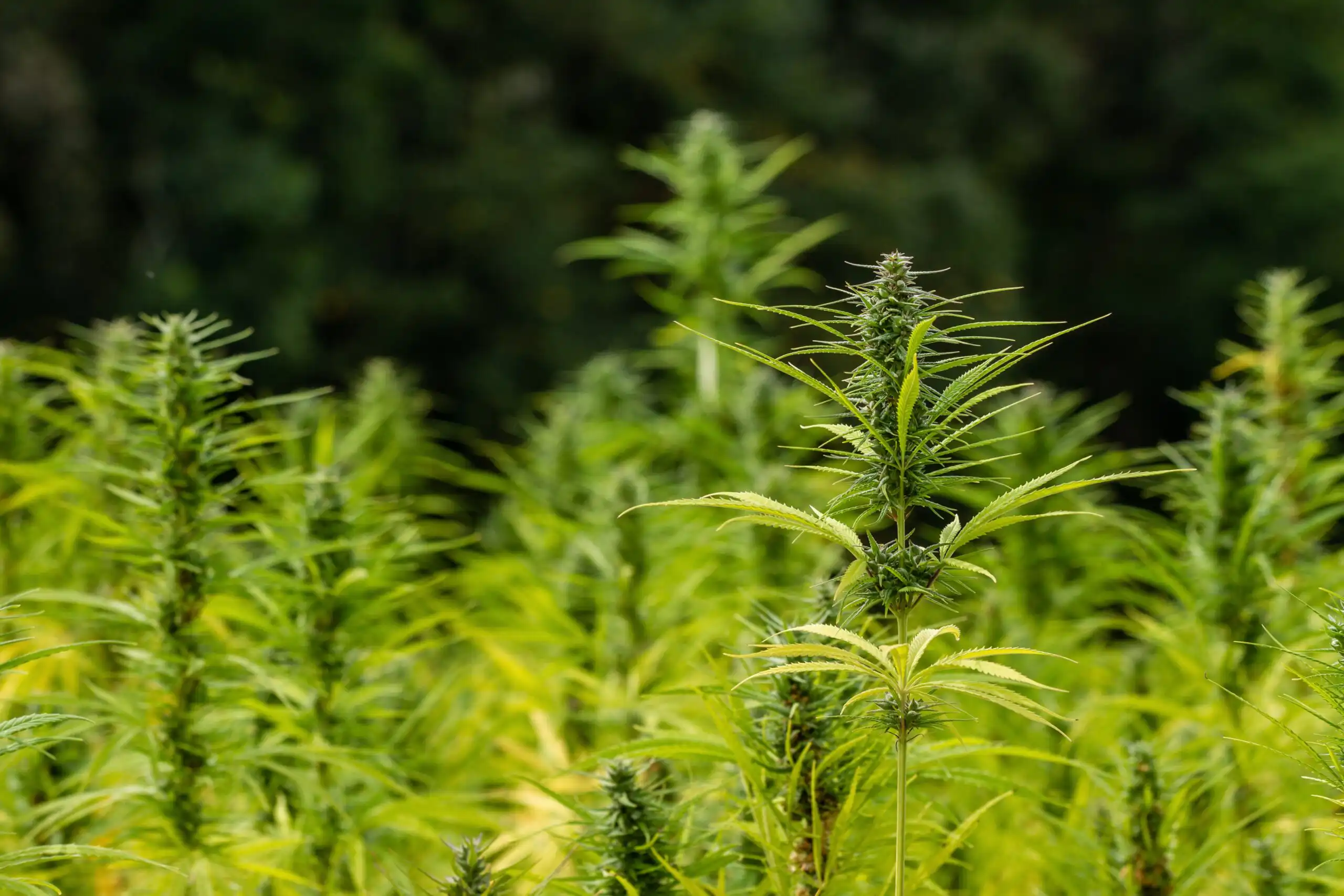 Florida Hemp Businesses Face Uncertainty as Federal THC Ban Looms, Trump Calls for Congressional Action
