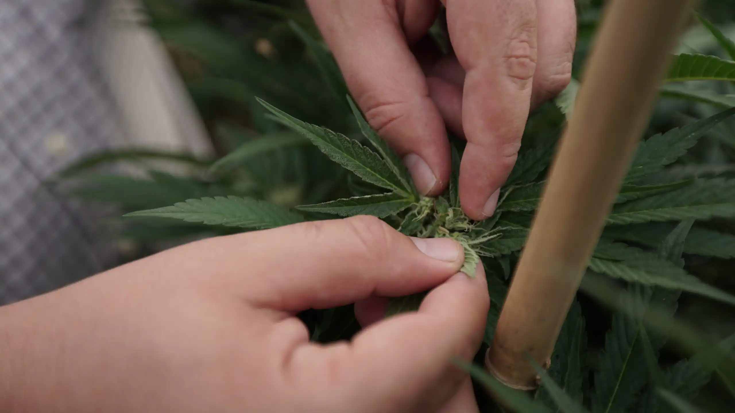 Missouri Cannabis Workers Secure Historic Union Wins and Inspire Statewide Organizing
