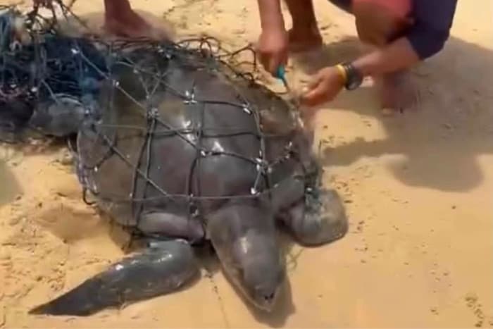 Olive Ridley Sea Turtle Rescued from Fishing Net on Karon Beach