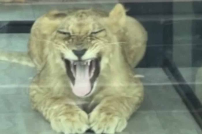 Phuket Lion Café Inspected After Tourist Bitten by Cub