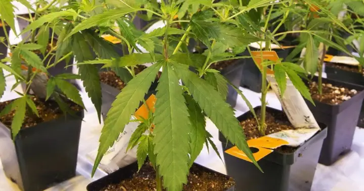 Curaleaf Launches Hostile Bid for Aurora Cannabis, Shareholders to Decide Fate